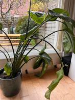 Bananenplant, Huis en Inrichting, Kamerplanten, Ophalen, Overige soorten, Halfschaduw, In pot