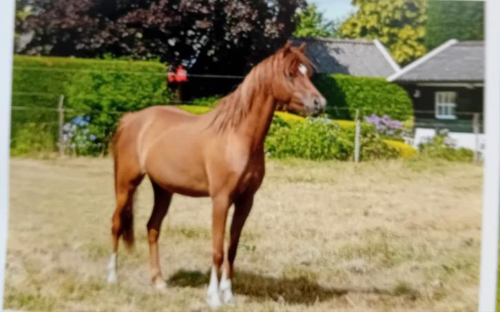 Te koop welsh B pony, Dieren en Toebehoren, Pony's, Merrie, B pony (1.17m tot 1.27m), 3 tot 6 jaar