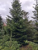 Grote kerstbomen, Tuin en Terras, Planten | Bomen, Ophalen of Verzenden, Zomer, Volle zon, Overige soorten