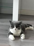 Te Koop Brits Britse Korthaar 500, Dieren en Toebehoren, Katten en Kittens | Raskatten | Korthaar, Kater