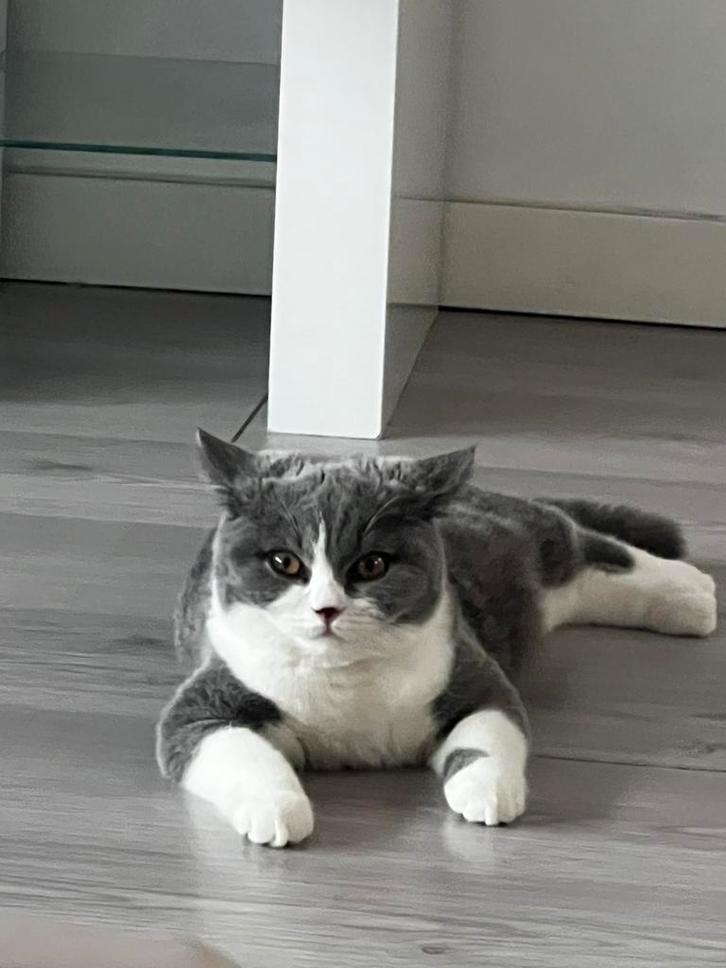 Te Koop Brits Britse Korthaar 500, Dieren en Toebehoren, Katten en Kittens | Raskatten | Korthaar, Kater