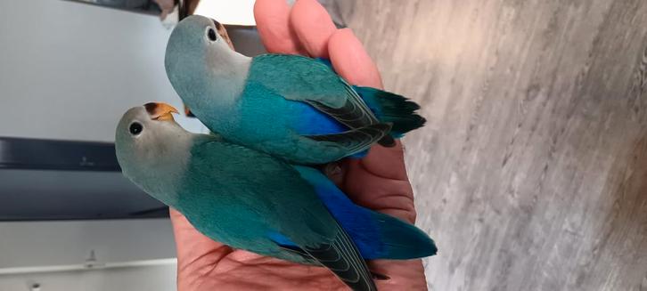 Tamme jonge agapornissen tekoop., Dieren en Toebehoren, Vogels | Parkieten en Papegaaien, Dwergpapegaai of Agapornis, Meerdere dieren