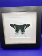 vlinder Urania Leilus, Ophalen of Verzenden, Nieuw, Overige soorten, Opgezet dier