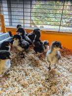 Kuikens uitbroeden van kleurleggers, opal en cream legbar, Dieren en Toebehoren, Pluimvee, Geslacht onbekend, Kip