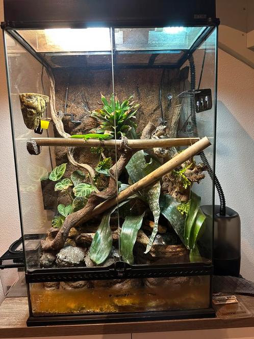 Madagascar daggekko met exo terra terarium, Dieren en Toebehoren, Reptielen en Amfibieën | Toebehoren, Terrarium of Paludarium