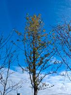 Metasequoia: Prachtige Watercipres,  5 meter hoog!!  €241,50, Bloeit niet, Halfschaduw, Ophalen of Verzenden, 400 cm of meer