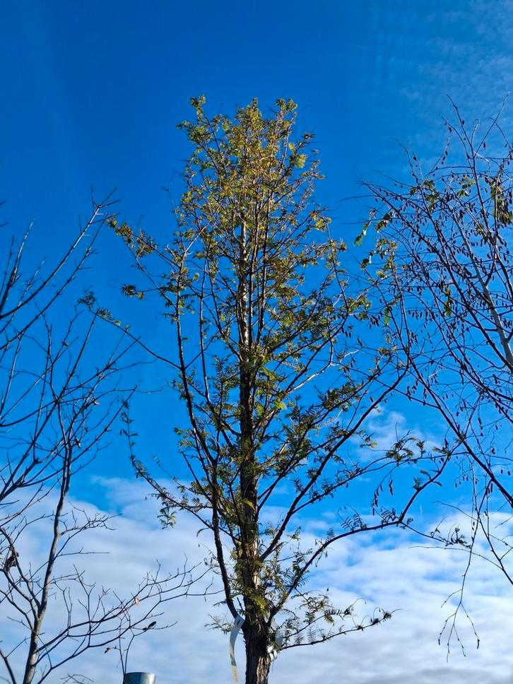 Metasequoia: Prachtige Watercipres,  5 meter hoog!!  €241,50, Tuin en Terras, Planten | Bomen, Bolboom, 400 cm of meer, Halfschaduw