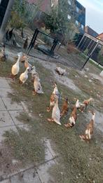 Loopeend, loopeenden, loopeendjes, eenden, Meerdere dieren, Eend