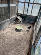 Te koop Roul Roul span, Dieren en Toebehoren, Meerdere dieren, Geringd