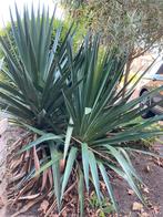 Yucca gloriasa, Tuin en Terras, Planten | Tuinplanten, Ophalen