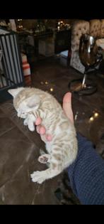 Prachtige Raszuivere Bengaal Kittens Beschikbaar, Dieren en Toebehoren, Katten en Kittens | Raskatten | Korthaar, Meerdere dieren