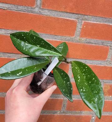 Hoya AH074 (nr. 2) beschikbaar voor biedingen