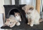 Onze 4 lieve ragdoll kittens zoeken een gouden mandje!, Meerdere dieren, Ontwormd, 0 tot 2 jaar