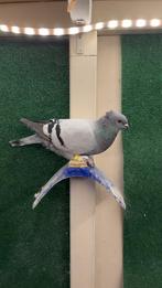 Te koop duiven, Dieren en Toebehoren, Meerdere dieren, Overige soorten