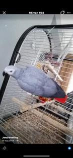 Grijze roodstaart vrouwtje te koop met kooi PRIJS STAAT VAST, Vrouwelijk, Papegaai, Tam