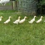 Jonge eendjes., Dieren en Toebehoren, Pluimvee, Geslacht onbekend, Eend