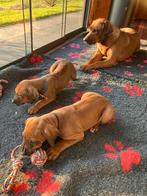 Rhodesian ridgeback pups met FCI stamboom, Overige rassen, 8 tot 15 weken, Parvo, Meerdere