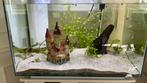 Aquarium- Superfish Quadro 70 liter - zeer goede staat, Dieren en Toebehoren, Ophalen, Zo goed als nieuw, Leeg aquarium