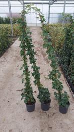 Verse partij 150 cm+ hedera zeer mooie kwaliteit 4 pm, Tuin en Terras, Planten | Tuinplanten, Ophalen, Vaste plant, Bloeit niet
