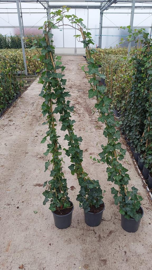 Verse partij 150 cm+ hedera zeer mooie kwaliteit 4 pm, Tuin en Terras, Planten | Tuinplanten, Vaste plant, Klimplanten, Halfschaduw