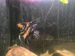 Maanvis - Pterophyllum Scalare Marble - Man, Vis