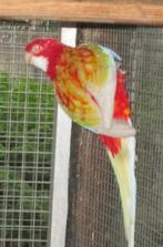 rubino rosella's, Dieren en Toebehoren, Meerdere dieren, Parkiet, Geringd