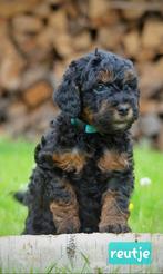 Labradoodle pups kleine medium, Dieren en Toebehoren, Honden | Chihuahua's en Gezelschapshonden, Overige rassen, 8 tot 15 weken