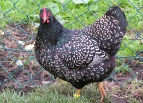Te koop barnevelder dubbelgezoomd goud en zilver broedeieren, Dieren en Toebehoren, Pluimvee, Kip, Geslacht onbekend
