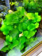 Nymphoides Taiwan, Dieren en Toebehoren, Vissen | Aquaria en Toebehoren, Ophalen, Nieuw, Plant(en), Steen of Hout