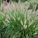 Pennisetum alop hameln (lampenpoetsersgras), Tuin en Terras, Planten | Tuinplanten, Ophalen, Zomer, Siergrassen, Volle zon