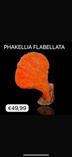 Waaier spons (koraal) €49,99, Overige typen, Zoutwatervis