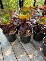 Aeonium gewortelde stek, Tuin en Terras, Planten | Tuinplanten, Volle zon, Vaste plant, Zomer, Ophalen