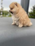 Pomeraniaan pup pomeriaan, Particulier, Rabiës (hondsdolheid), Teef, 8 tot 15 weken