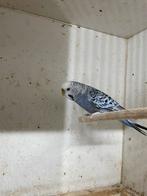Koppel grasparkieten 2024, Dieren en Toebehoren, Meerdere dieren, Tropenvogel