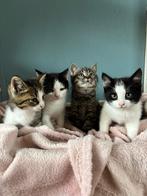 Lieve kittens te koop!, Dieren en Toebehoren, Katten en Kittens | Overige Katten, Meerdere dieren, Kortharig, 0 tot 2 jaar