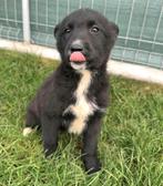 PRACHTIG SOCIAAL PUPJE MILLI ZOEKT BAASJE EN VRIENDJE(S), Particulier, Rabiës (hondsdolheid), 15 weken tot 1 jaar, Buitenland