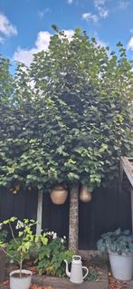 2 leilinde bomen gratis ophalen zelf uitgraven, Tuin en Terras, Schuttingen, Ophalen of Verzenden, Zo goed als nieuw, Hout, Minder dan 3 meter