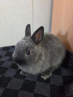 Dwergkonijntjes, Meerdere dieren, Dwerg, 0 tot 2 jaar