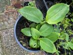 bananen plantjes stekjes, Ophalen, Volle zon, Zomer, Groenteplanten