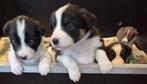 Border collie pups raszuiver, Dieren en Toebehoren, Honden | Herdershonden en Veedrijvers, CDV (hondenziekte), 8 tot 15 weken