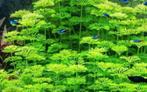 Stekjes aquarium plant “umbulia”, Nieuw, Ophalen of Verzenden
