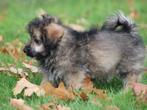 Leuke Boomer pup., Nederland, 8 tot 15 weken, CDV (hondenziekte), Eén hond