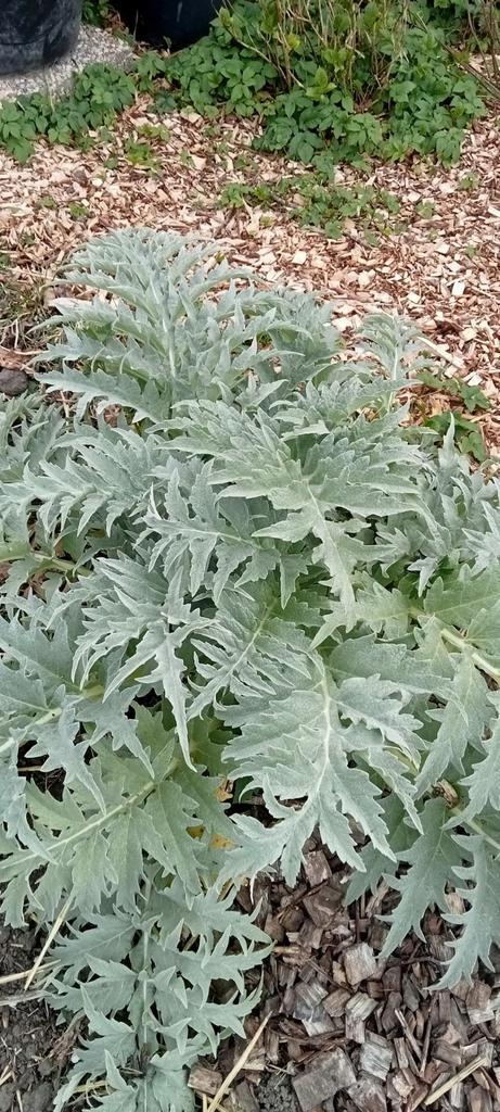 Cynara cardunculus -  Kardoen zaden, Tuin en Terras, Bloembollen en Zaden, Zaad, Voorjaar, Volle zon, Ophalen of Verzenden