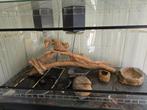 Terrarium, Dieren en Toebehoren, Reptielen en Amfibieën
