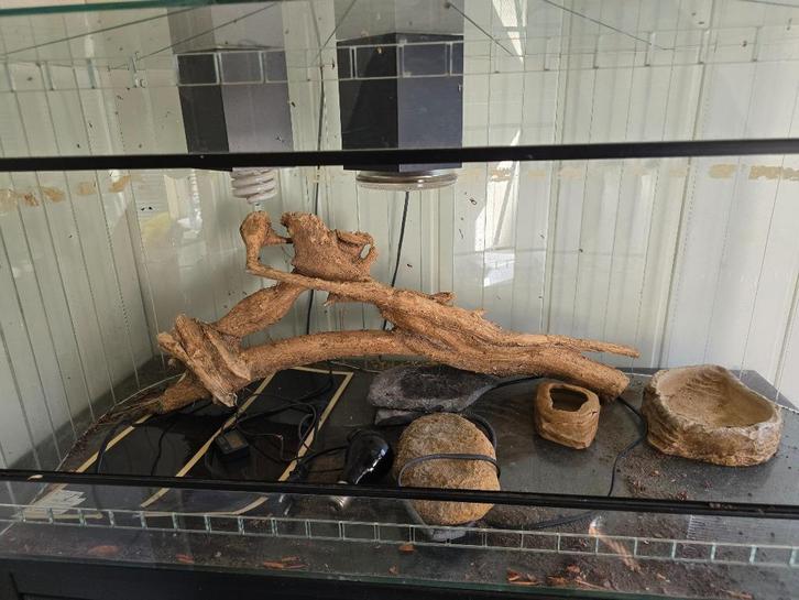 Terrarium, Dieren en Toebehoren, Reptielen en Amfibieën