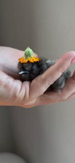 USA kuikens  zijdehoenen zijdehoen, Dieren en Toebehoren, Pluimvee, Geslacht onbekend, Kip