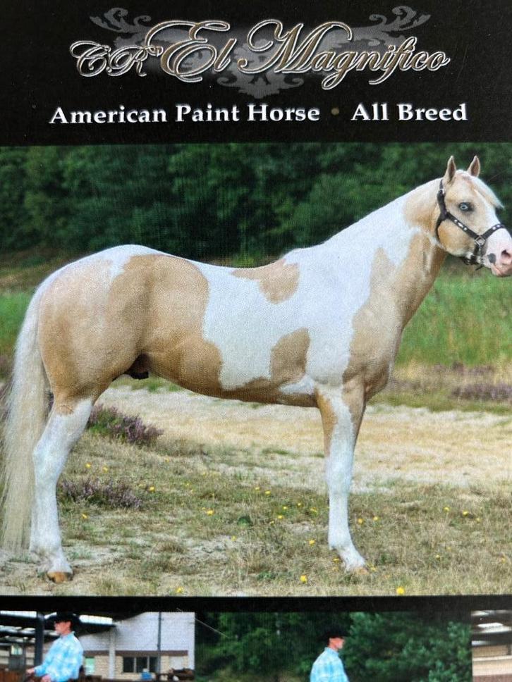 Paint horse, Dieren en Toebehoren, Paarden, Hengst, Niet van toepassing, Minder dan 160 cm, 11 jaar of ouder, Recreatiepaard, Met stamboom