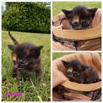 Kittens
