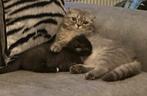 Korting!!!!!  Prachtige britse korthaar katten, Meerdere dieren, Met stamboom, 0 tot 2 jaar
