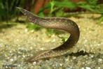 macrognathus circumcinctus €29,95, Vis, Zoetwatervis